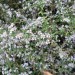 Bushy Aster
